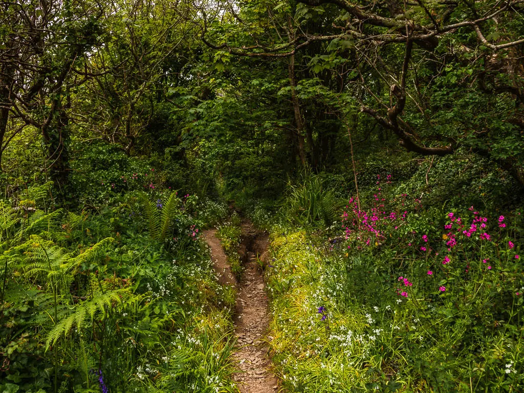 A dirt trail leading up through the woods on the walk back to Moushole from Lamorna. The trail is line with grass, bushes and trees and pink, blue and white flowers.