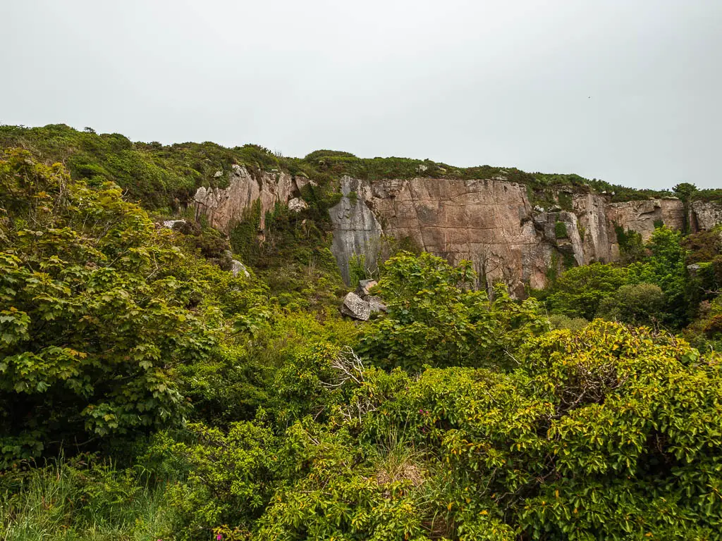 Looking across the bushes to the side of a cliff on the walk from Mousehole to Lamorna.