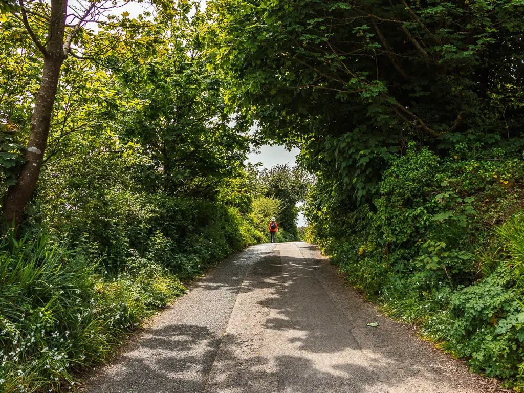 A country road lined with bushes and trees. There is a person walking on the road ahead. 