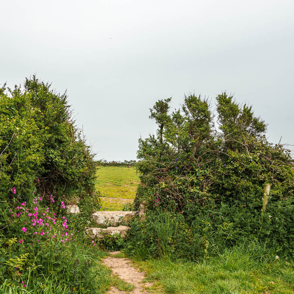 Stone steps between the bushes, leading into a field. 