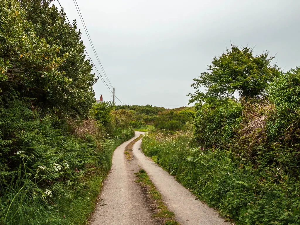 A country road snaking along, lined with bushes and hedges, on the walk back to Mousehole from Lamorna. 