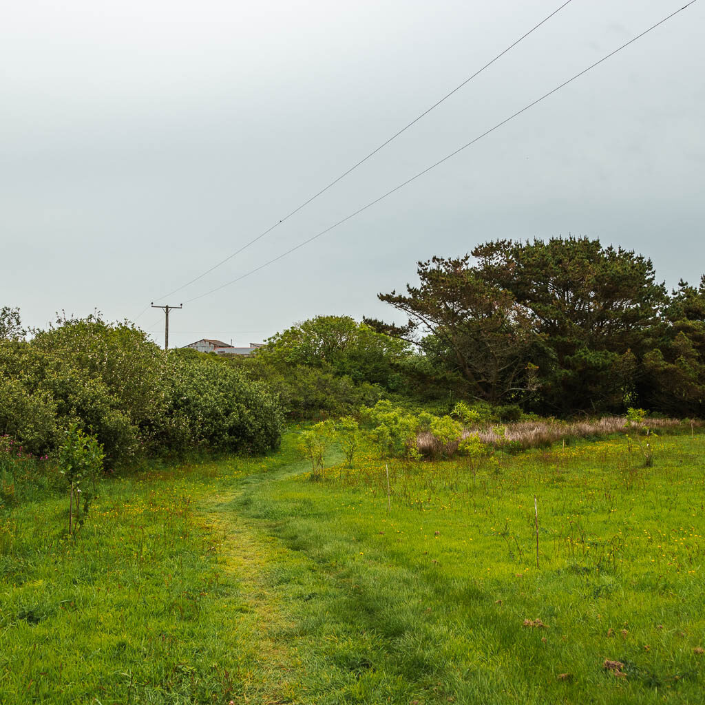 A grass trail through a field, leading to some bushes.