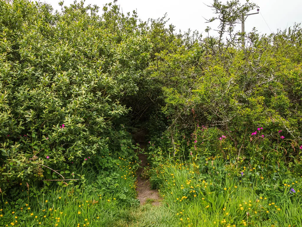 A trail disappearing into the bushes. 