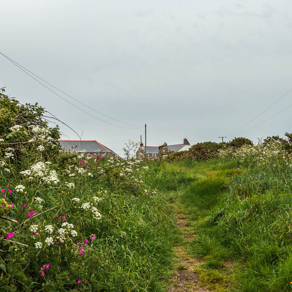 A trail leading through the overgrown grass. There are some white and pink flowers on the left. 