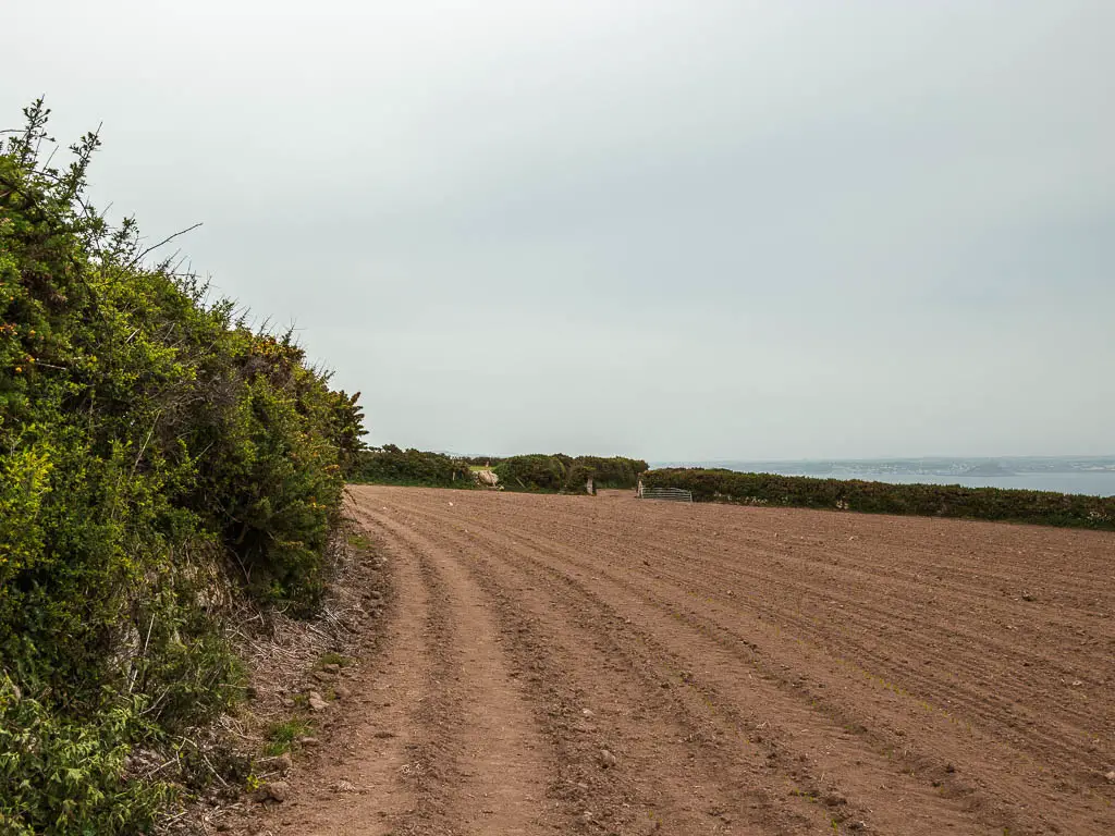 A brown crop field, with a hedge on the left.