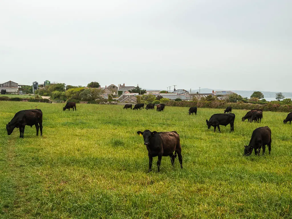 A field filled with brown and black cows grazing the the end of the Mousehole to Lamorna walk.