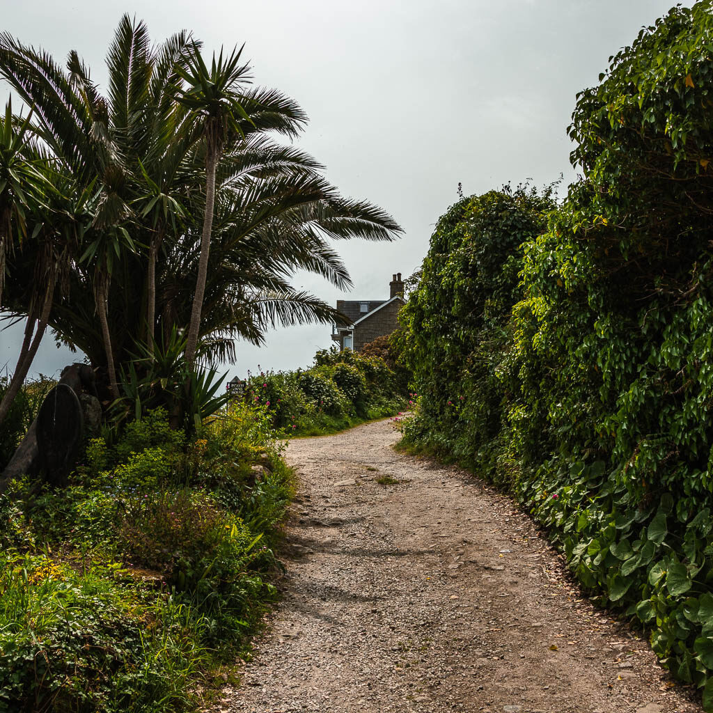 A gravel path lined with a hedge on the right, and bushes and a tree on the left.