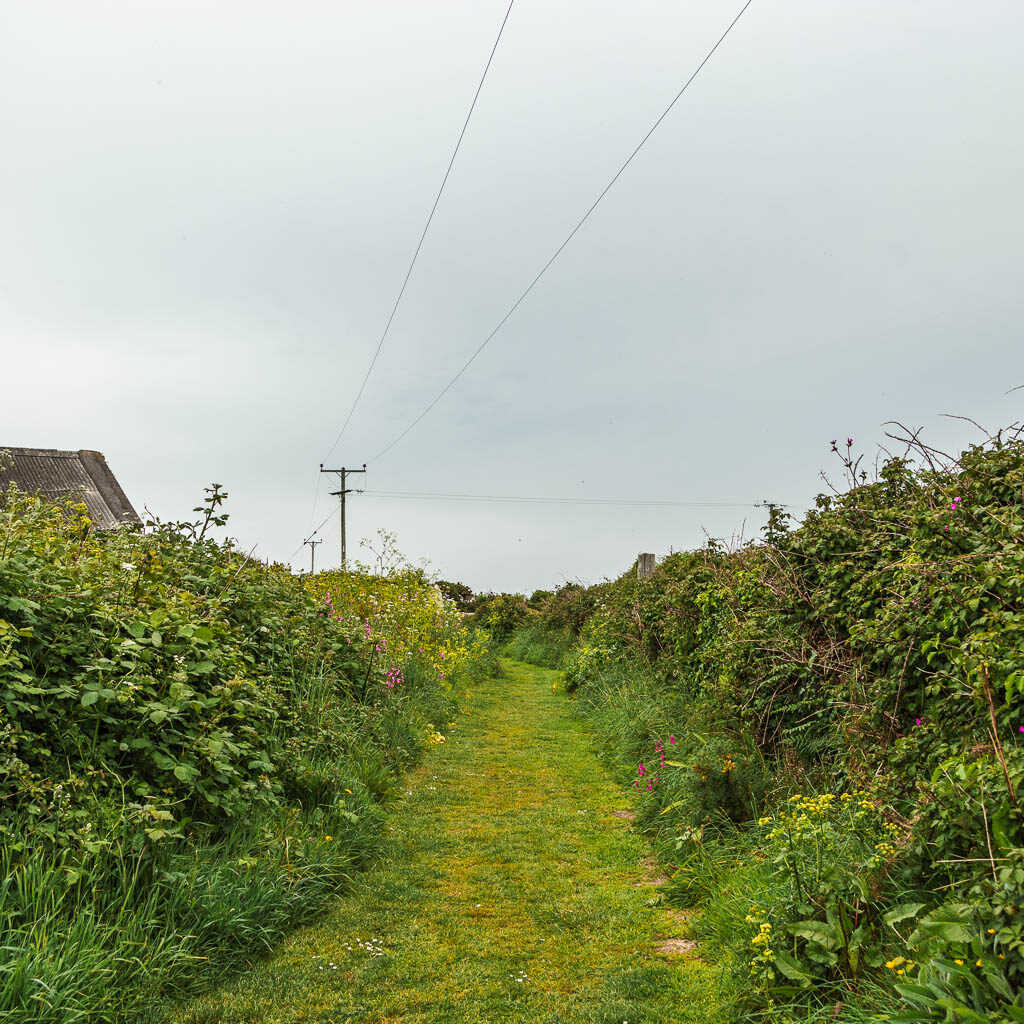 A grass trail lined with hedges.