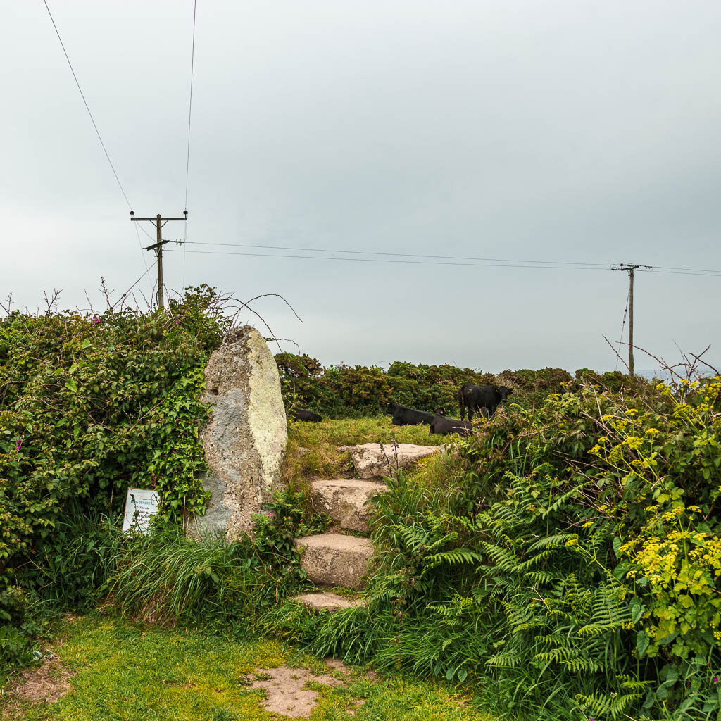 Stone steps leading up through the bushes.