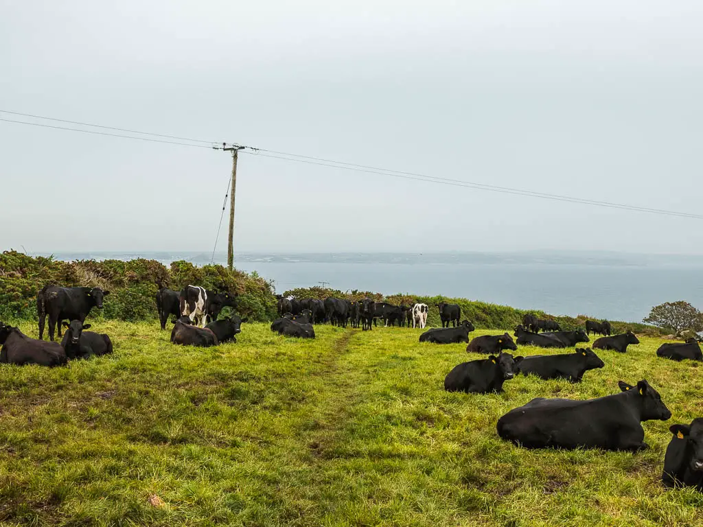 A field filled with ball cows on the walk back to Mousehole from Lamorna.