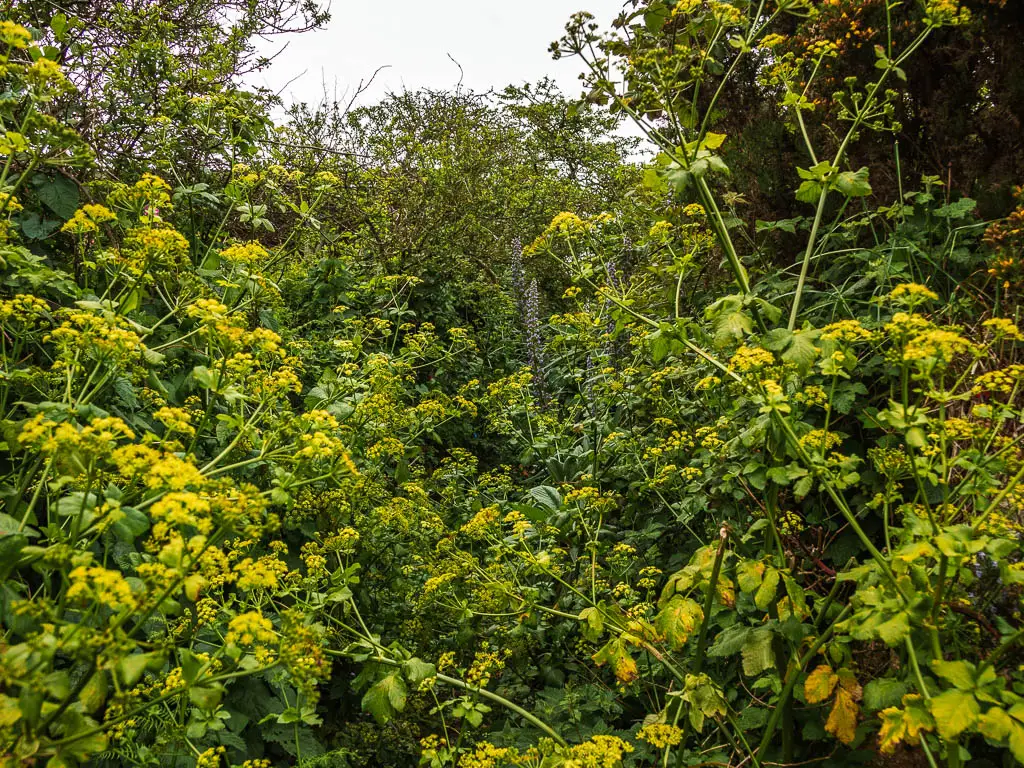 Lots of hogweed covering the trail.