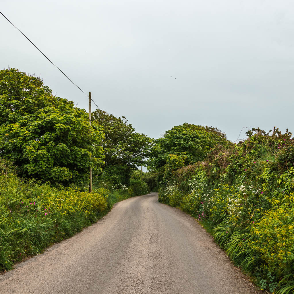 A country rods lined with bushes and trees and pink and white flowers.