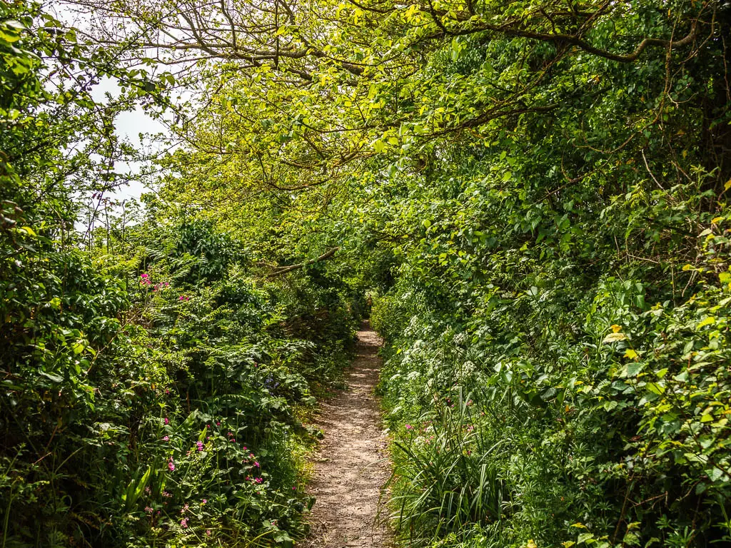 A narrow dirt trail lined with lots of bushes and trees encroaching on the trail.