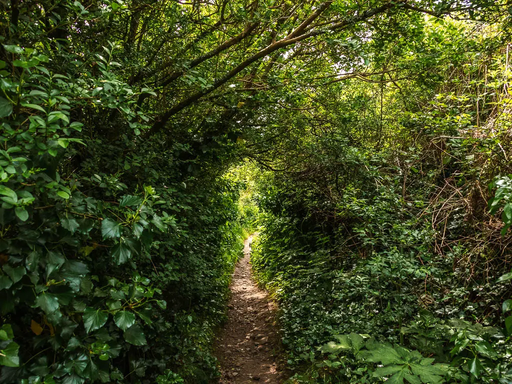 A narrow dirt trail surrounded by bushes and trees encroaching on the trail. 