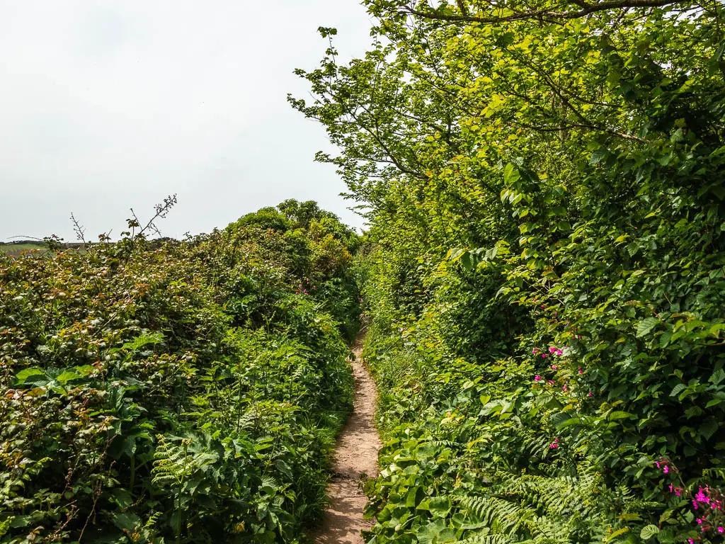 A narrow trail with tall bushes on the right and smaller bushes on the left.