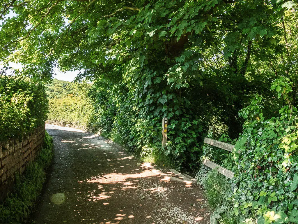 A path curving ahead to the left. and a wooden trail signpost with a yellow arrow pointing down the trail on the right.