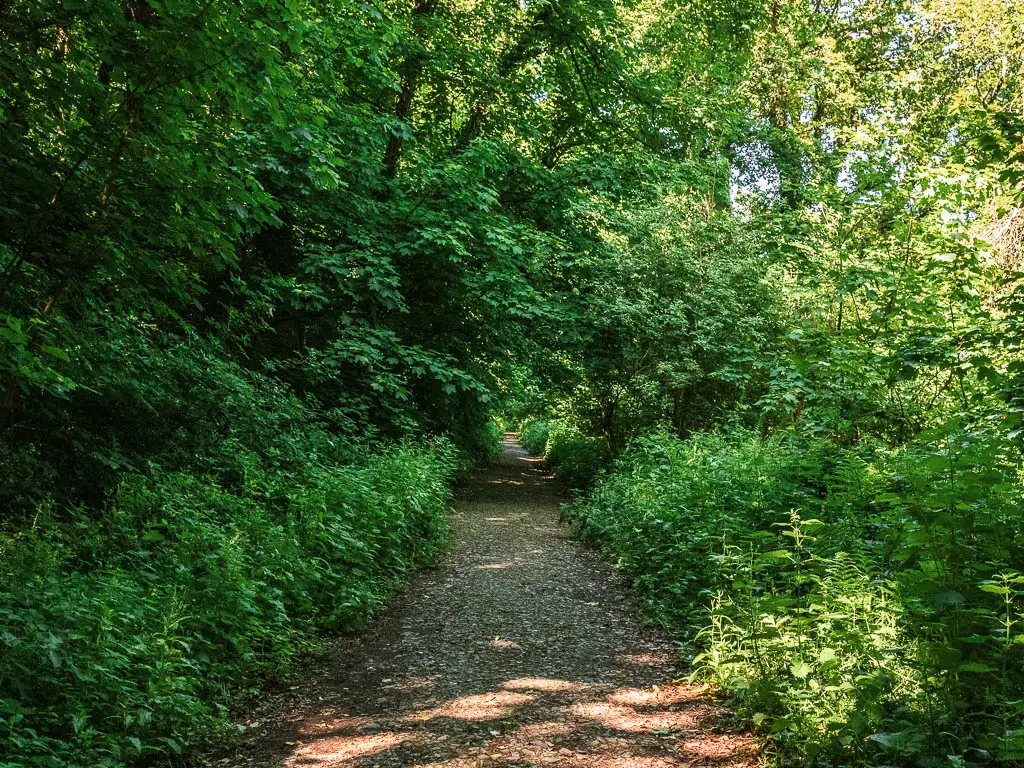A gravel type trail through the woodland and bushes.