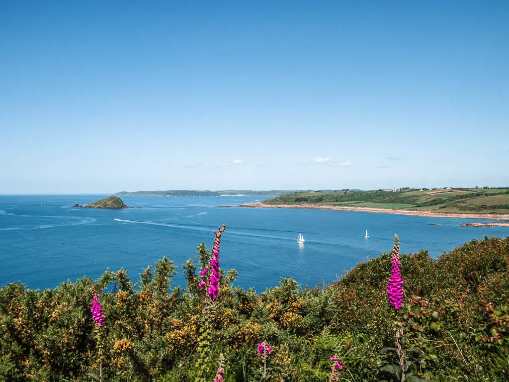 Looking across the Vosges and purple flowers to the blue sea in the distance below, on the Noss Mayo coastal walk. There is a sea rock in the distance and a couple of white sail boats on the sea.