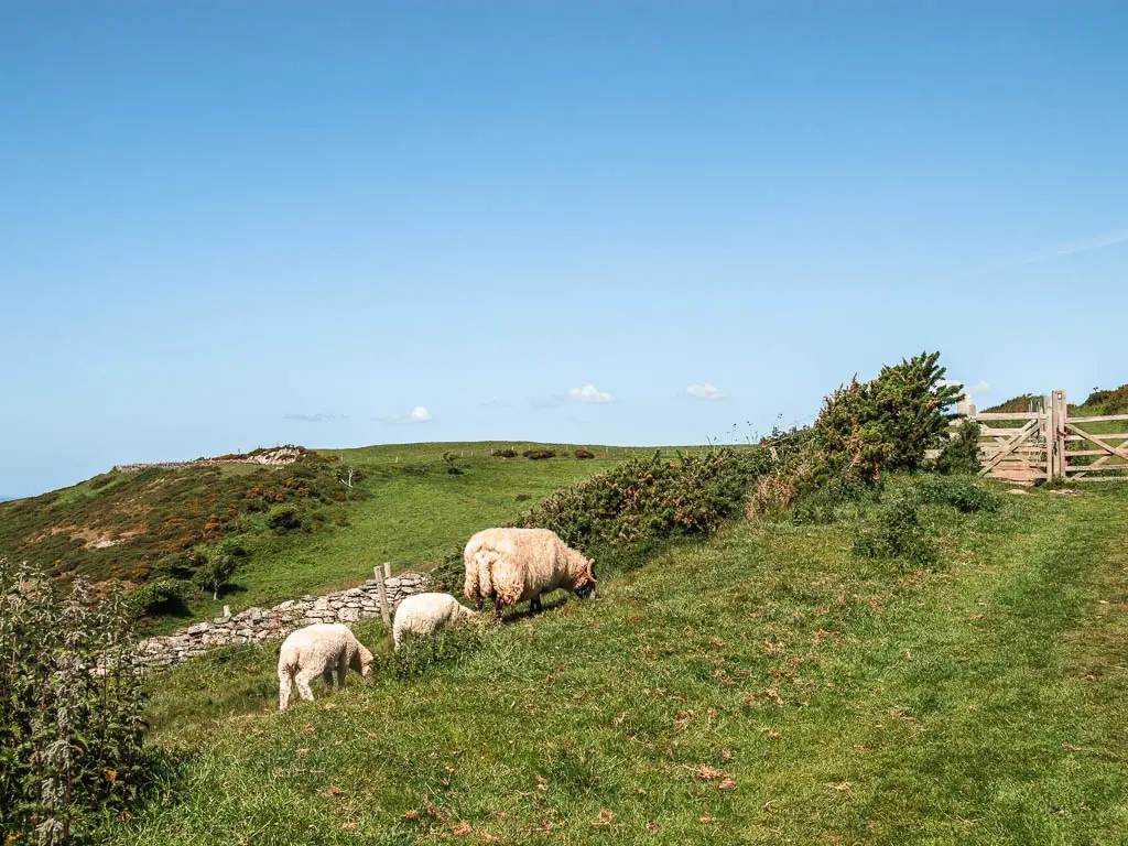 Three sheep grazing on the grass, with stone wall on the other side of them, and a wooden fence up the hill to the right.