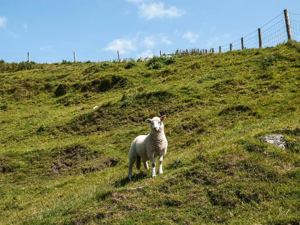 A sheep standing on the side of a grass hill.