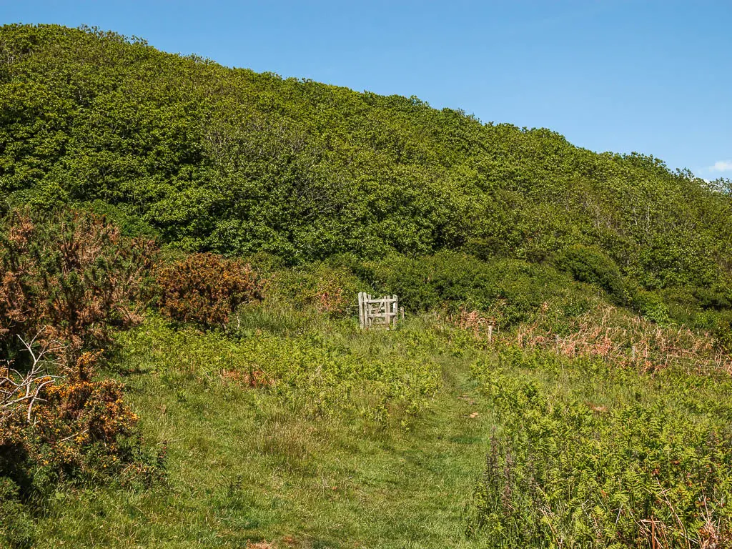 A small wooden gate at the top of the grass hill, infant of the bushy woodland trees.