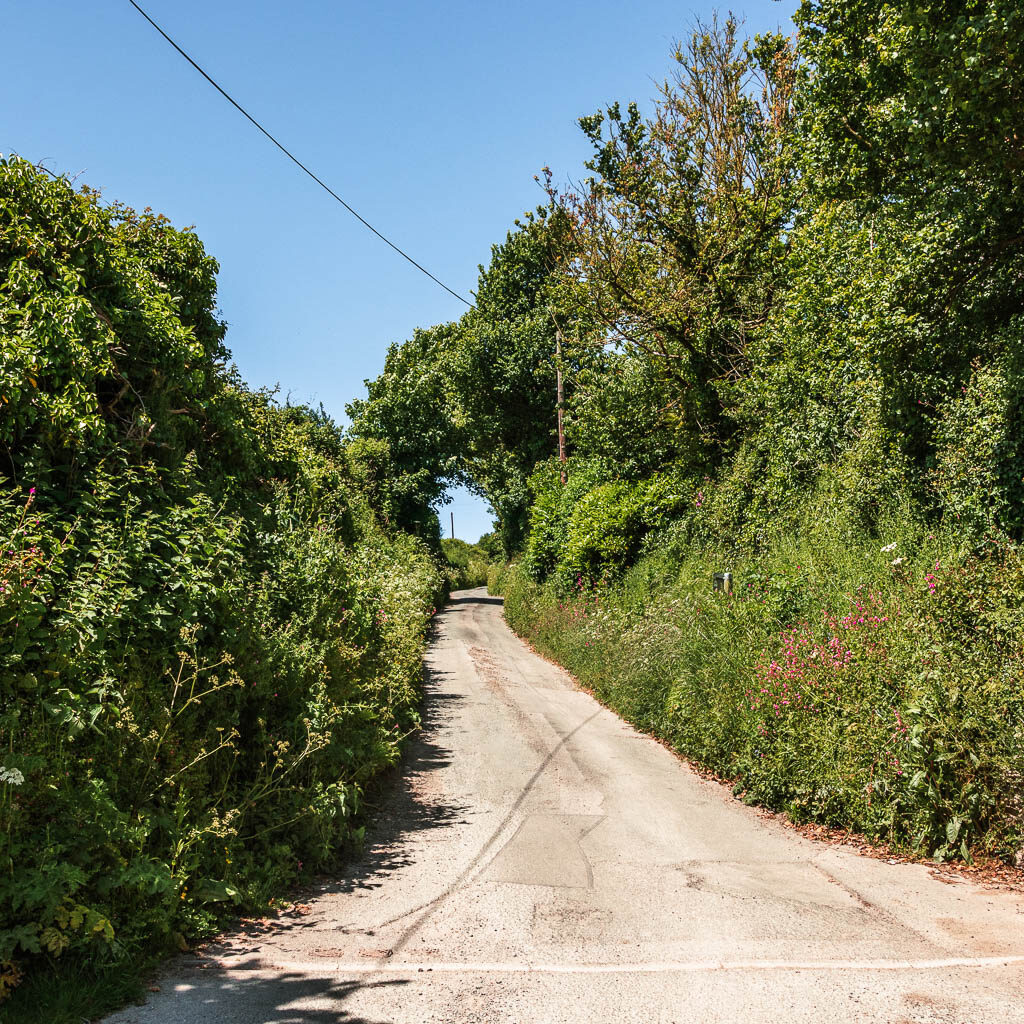A country road leading straight up and through a bush arch. The road is lined with tall hedges and bushes.