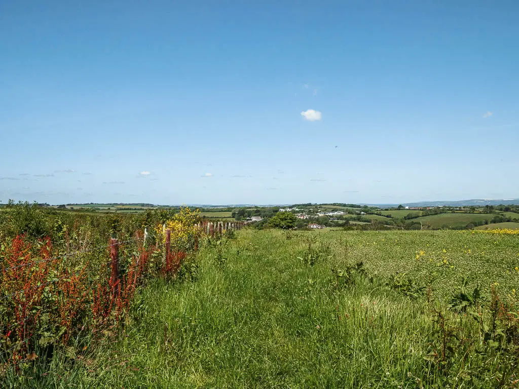 A field with tall grass, and a wire fence with some red plants on the left.