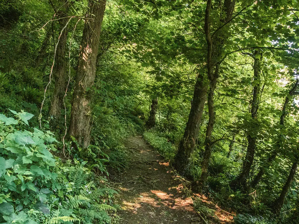 A dirt trail through the woodland.