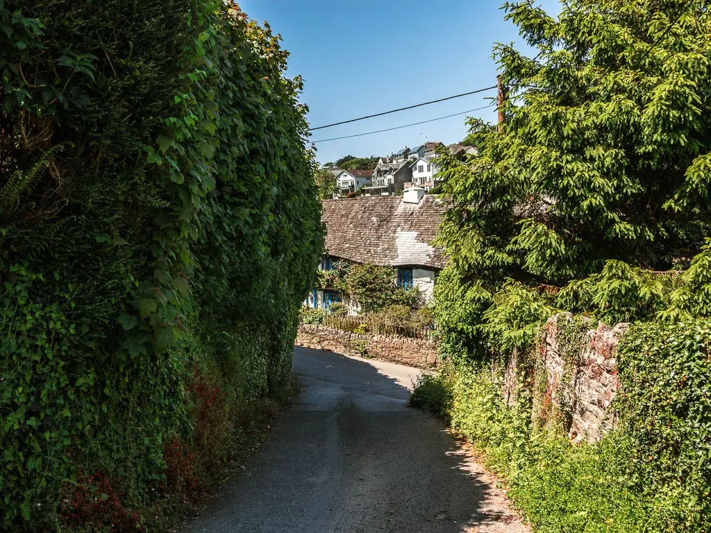 A narrow road, with a tall hedge on the left and stone wall covered in greenery on the right, at the end of the Noss Mayo circular walk. There is a cottage partially visible at the end of the road.