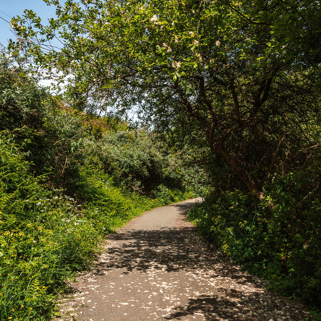 A wide path lined with bushes and trees.