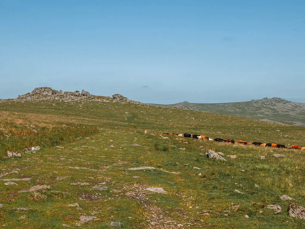 A wide grassy path leading towards King's Tor ahead. There are cows grazing on the grass, ahead to the right.