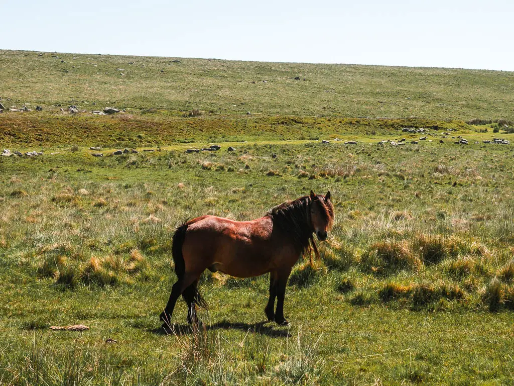 A brown pony standing on the grass on the Princetown Railway walk.