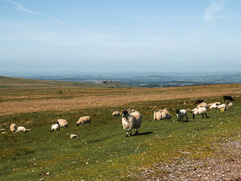 Lots of sheep grazing on the grass.