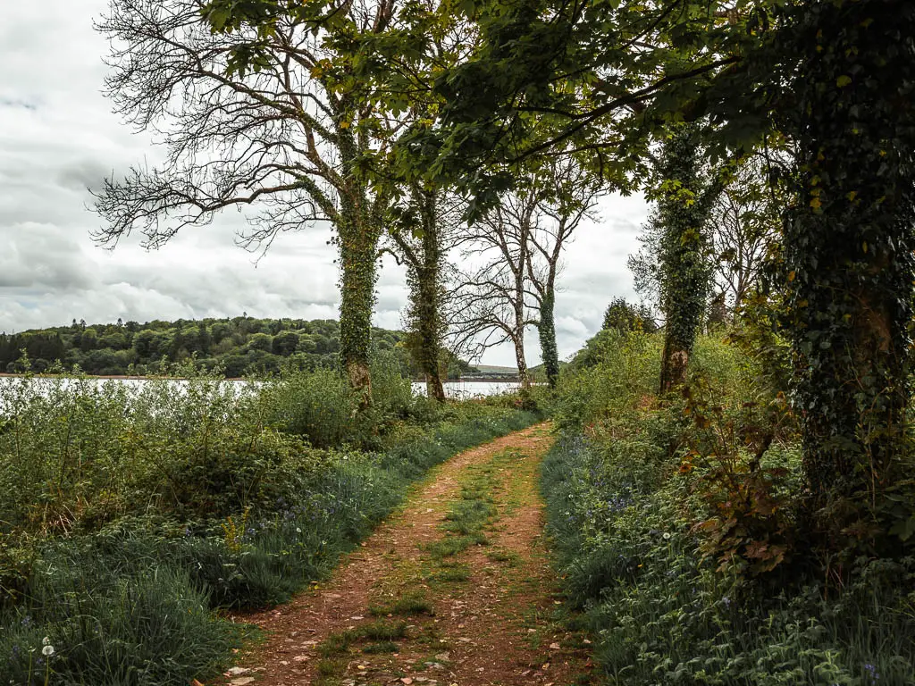 A dirt trail with patches of grass, lined with bushes and overgrown grass on both sides. There is a bit of reservoir water visible to the left past the bushes. 