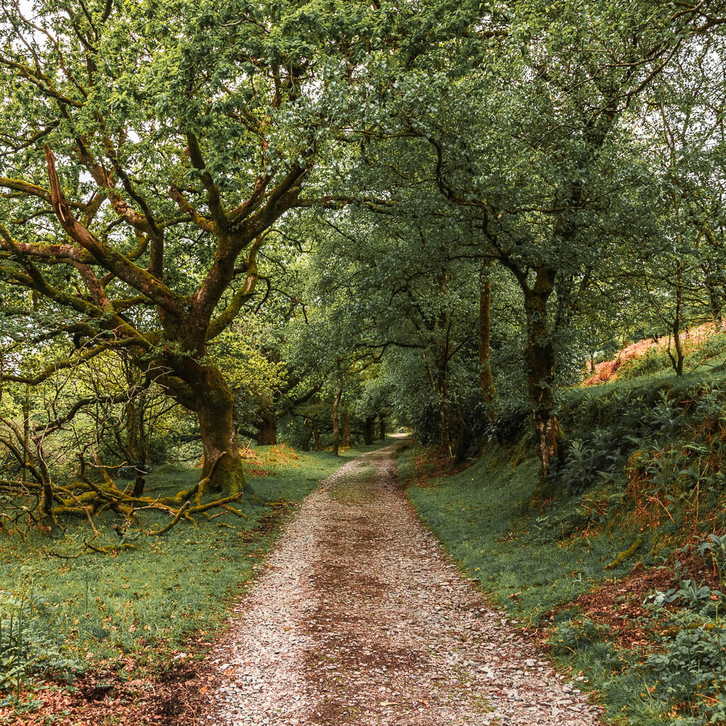 A gravel path running uphill straight, with grass banks and lined with trees.