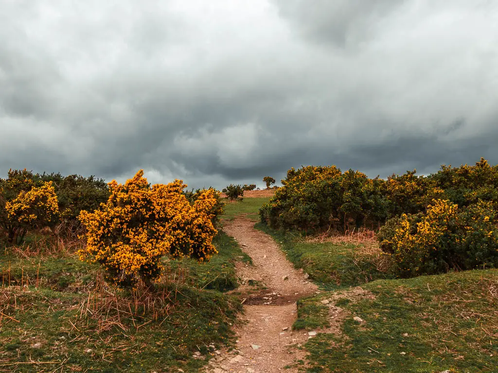 A dirt path leading through the yellow gorse bushes. 