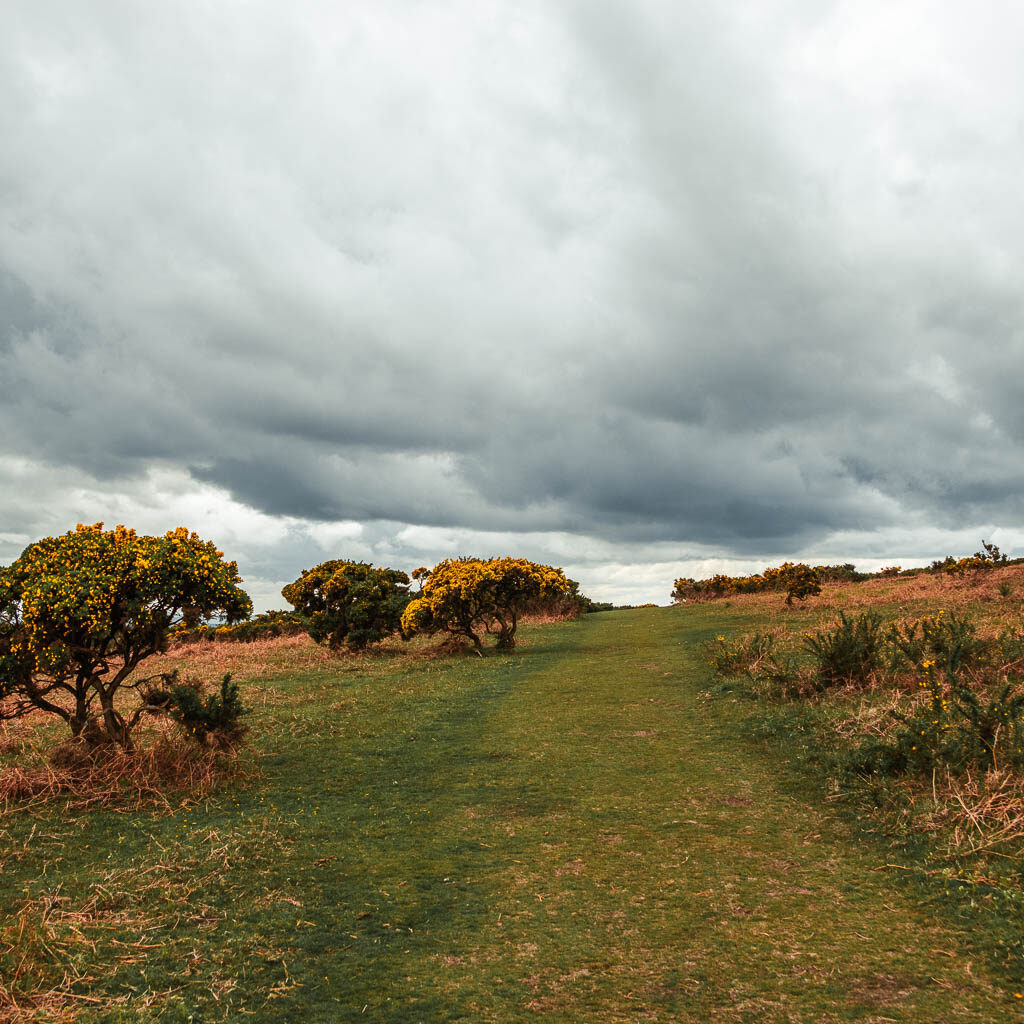 A wide grass trail, with a few yellow gorse bushes.