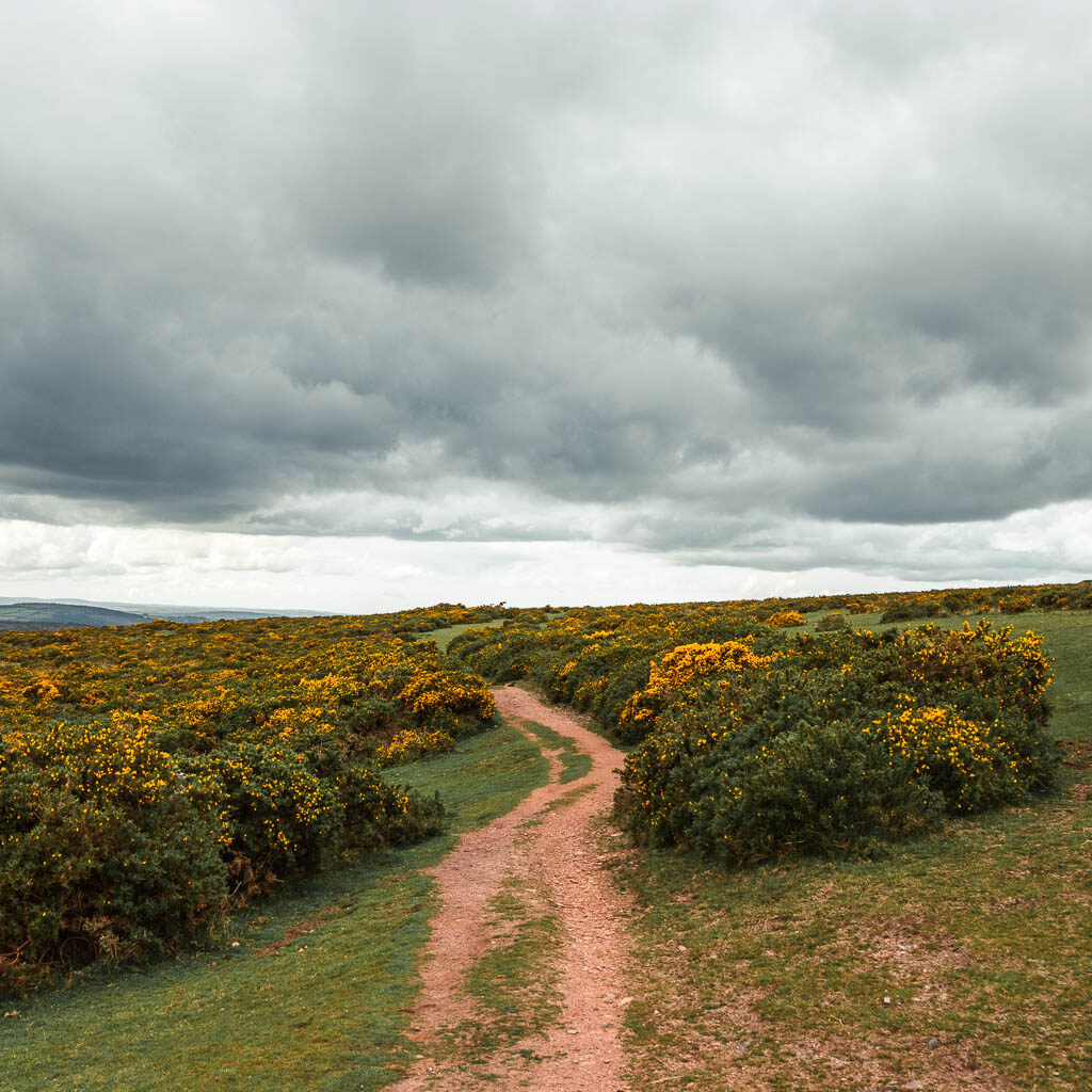 A narrow dirt trail lined with yellow gorse bushes.