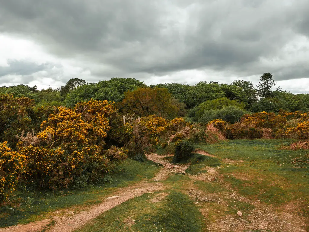 A series of dirt trail leading towards the yellow gorse bushes and trees.