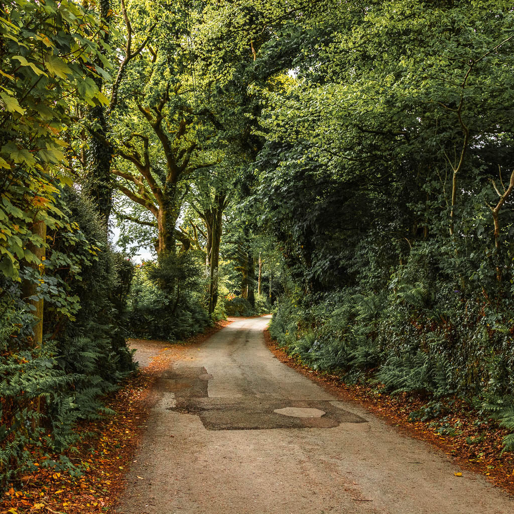 A country road lined with hedges and bushes and trees.