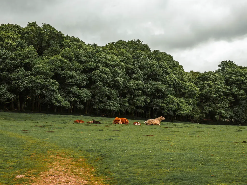 Looking across the grass field on the Sheepstor circular walk. There are a group of cows and calfs sitting on the grass, and woodland on the other side of the field.