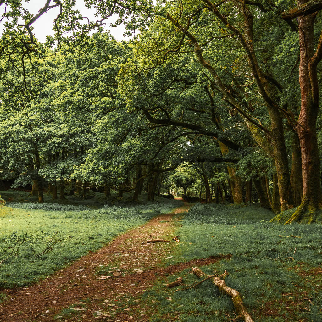 A dirt trail leading straight, across the grass, with woodland trees ahead. 