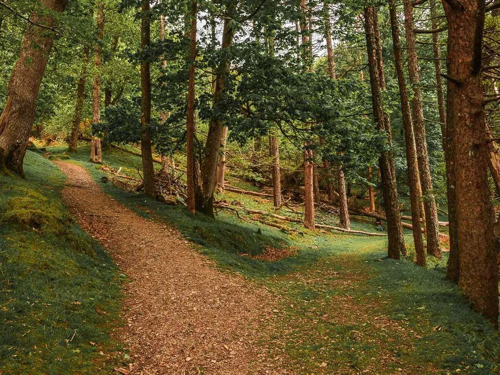 A trail split in the woods. Left goes uphill, and right stays level.