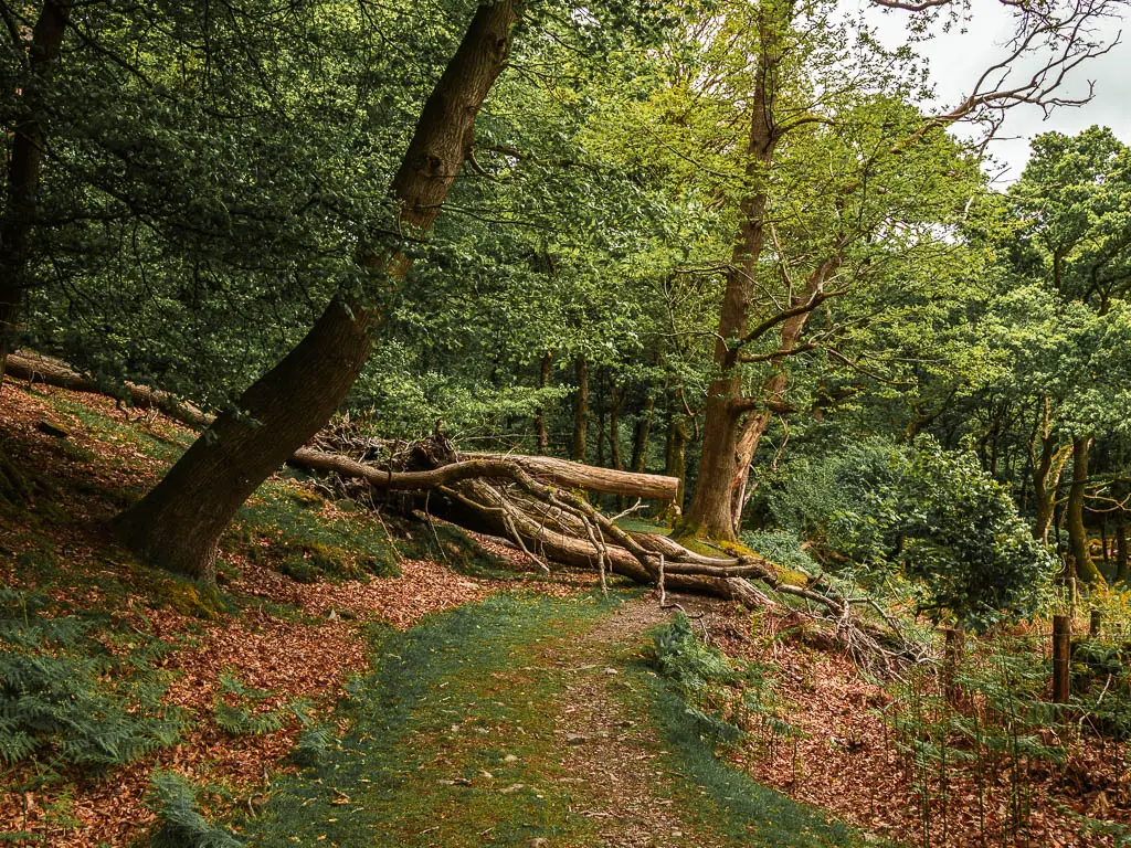 A grass trail in the doos, with a fallen tree across it ahead. 