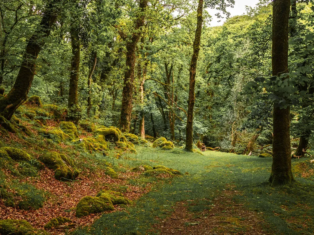 Woodland with a grass ground and moss covered boulders on the left, along the Sheepstor circular walk.