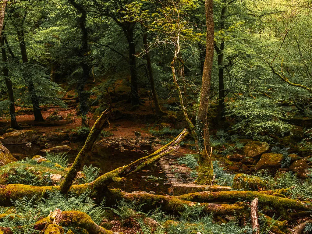 A stream surround by trees, and some fallen trees lining the side of it.