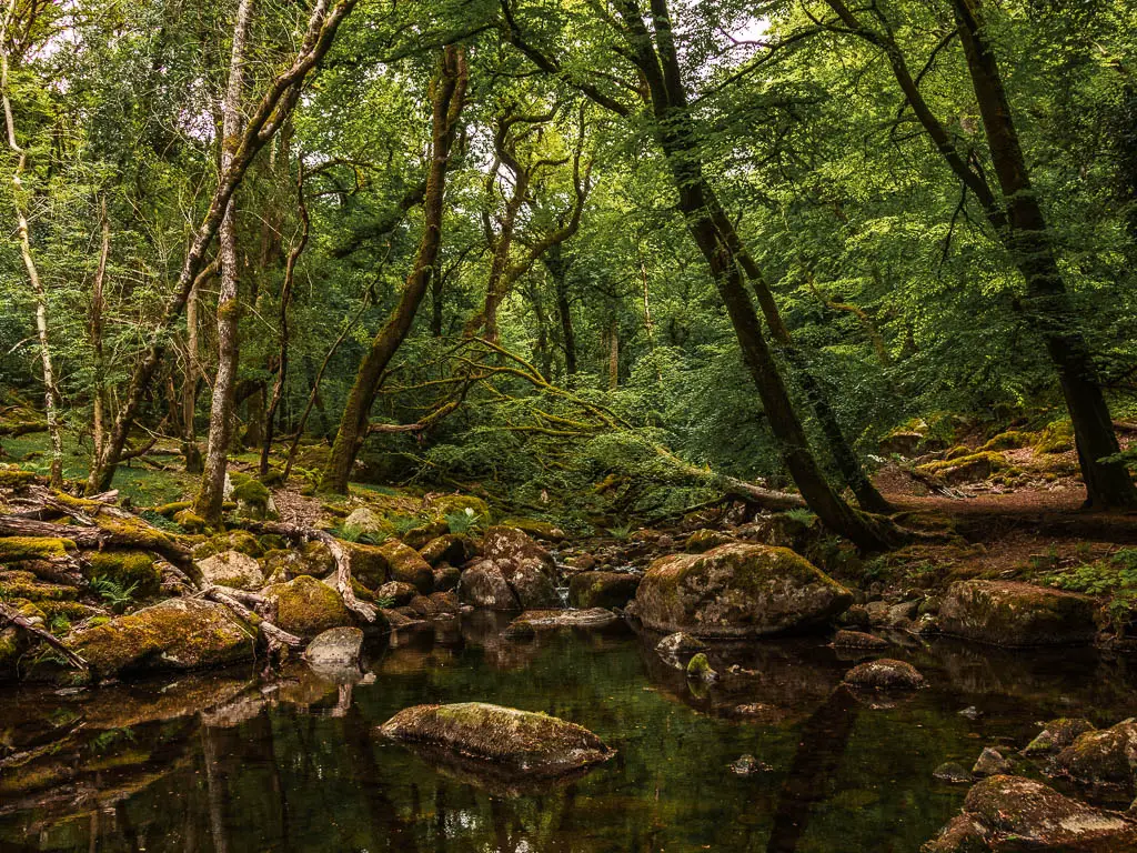 Calm water of the stream, with some large boulders across it in the woodland, along the Sheepstor circular walk.