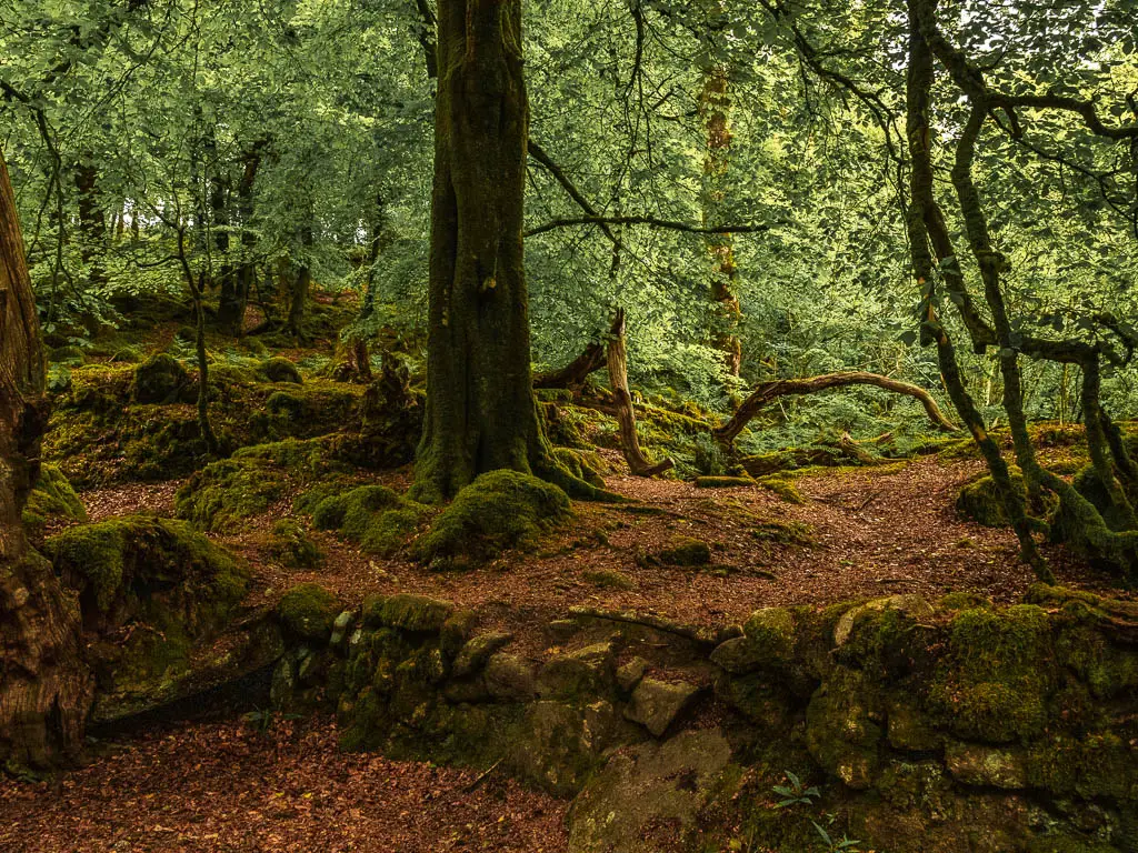 A stone ledge onto higher ground in the woods.