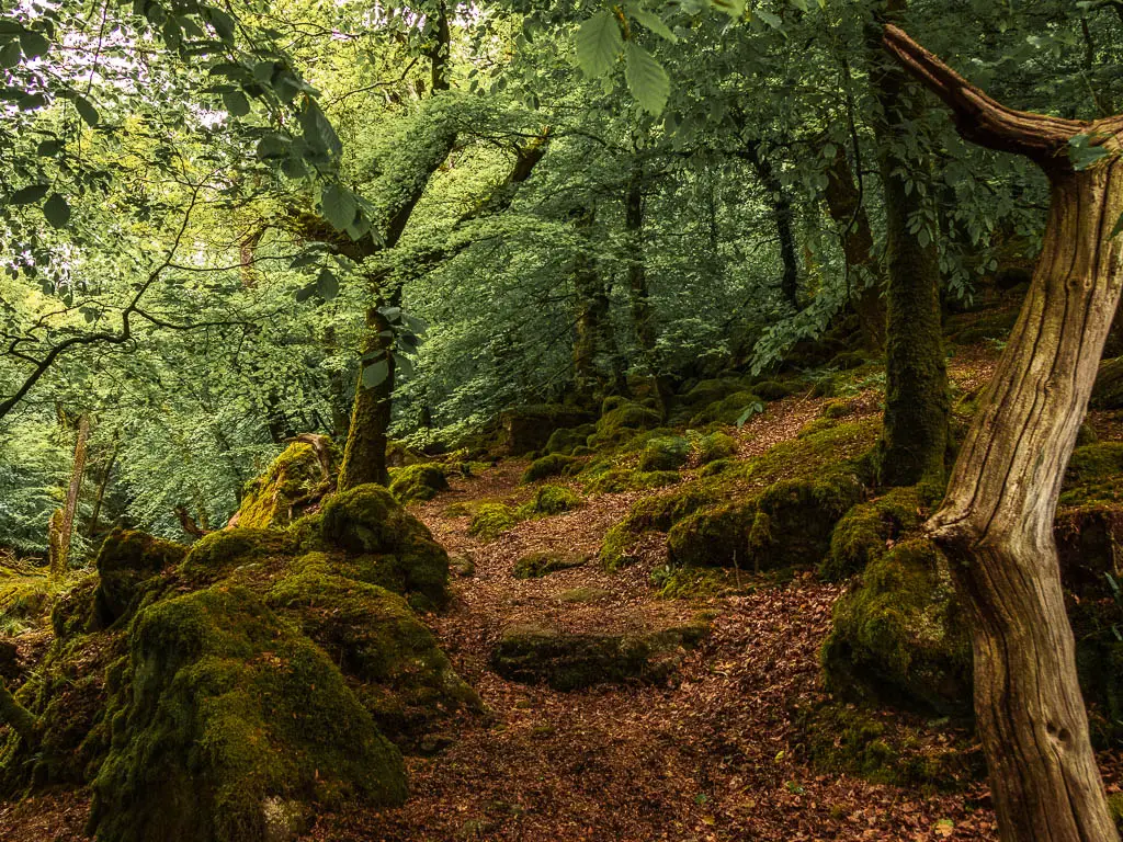 A leave covered trail lines with trees and moss covered rocks in the woods.