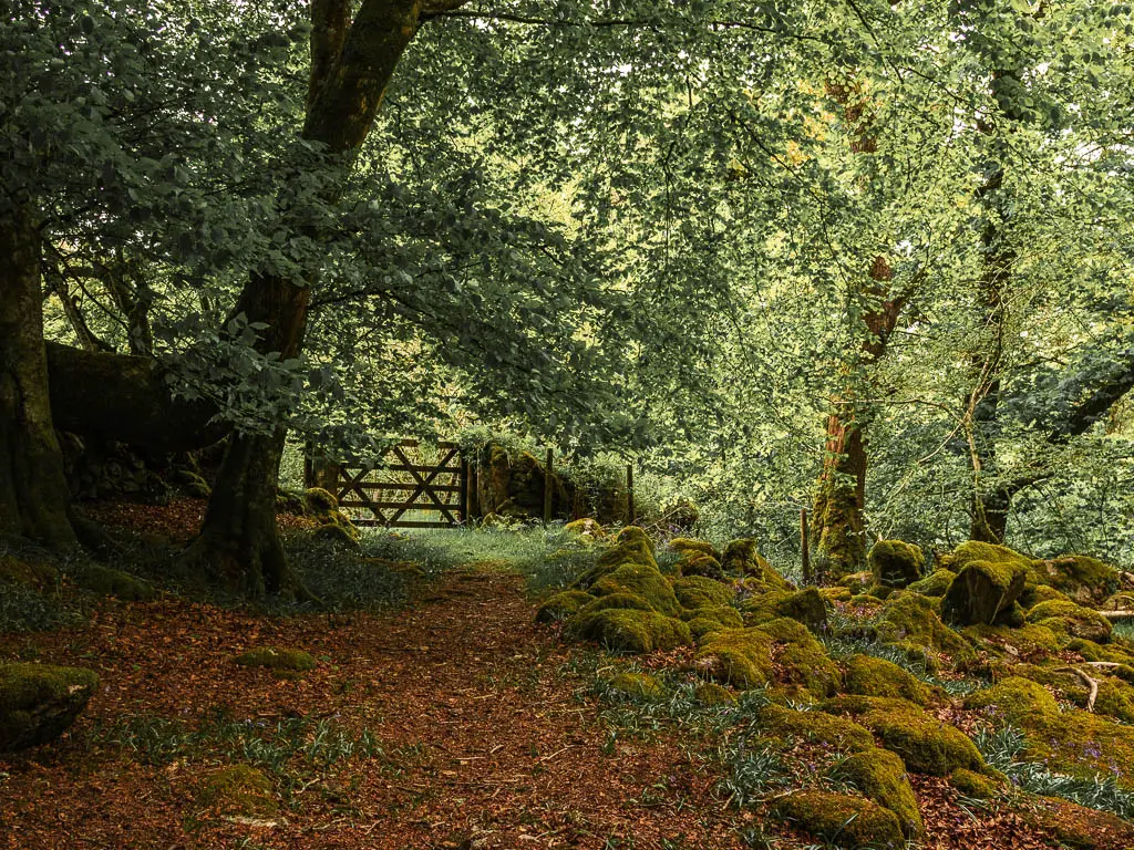 A ground covered in leaves and lots of moss covered rocks on the right. There is a wooden gate ahead.